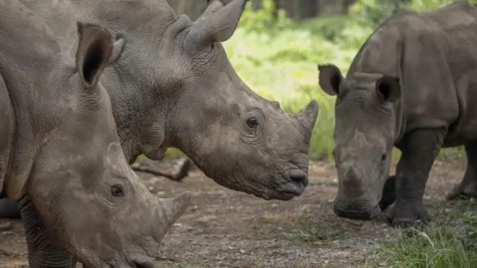 Rhinos at Lake Chivero